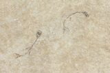 Fossil Fish (Cockerellites) With Seven Diplomystus Hatchlings #158601-4